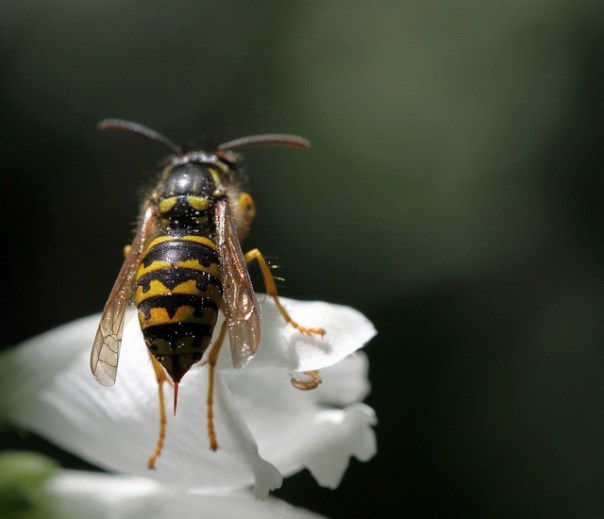 4840575050_0d69e6412c_z