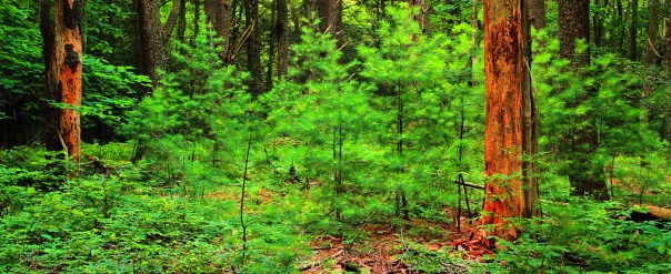 9499843032_a9c054ec96_b (1)